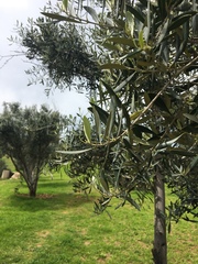 Olea europaea