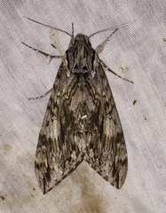Lintneria separatus