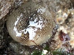 Zirfaea
