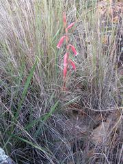 Watsonia aletroides