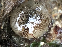 Zirfaea