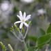 Jasminum stenolobum - Photo (c) Caroline Voget,  זכויות יוצרים חלקיות (CC BY), הועלה על ידי Caroline Voget