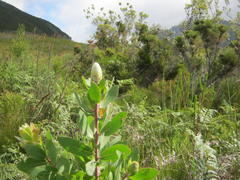 Protea mundii