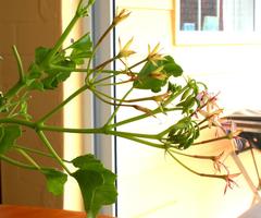 Pelargonium spinosum