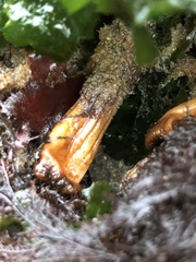 Styela montereyensis