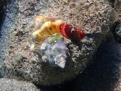 Tarantinaea lignaria