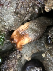 Styela montereyensis