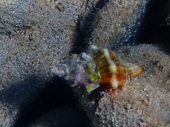 Tarantinaea lignaria