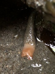 Styela montereyensis