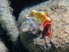 Tarantinaea lignaria