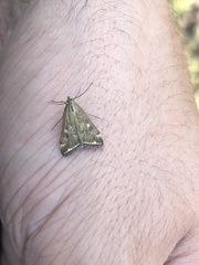 Loxostege sticticalis