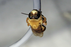 Xenoglossa angustior