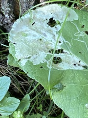 Calycomyza flavinotum