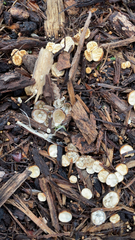 Crucibulum laeve