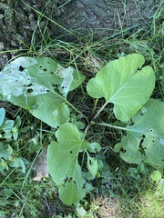 Calycomyza flavinotum
