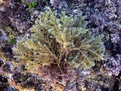 Ericaria selaginoides