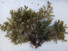 Ericaria selaginoides