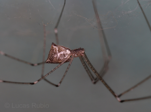 Tailed Cellar Spider