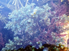 Ericaria selaginoides
