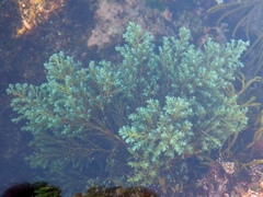 Ericaria selaginoides