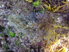 Ericaria selaginoides