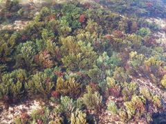 Ericaria selaginoides