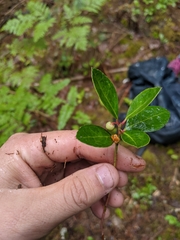 Gaultheria procumbens image