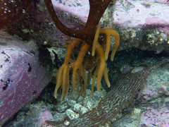 Lessonia searlesiana