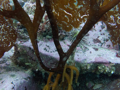 Lessonia searlesiana