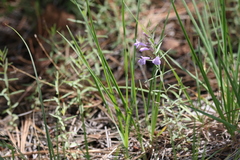 Hedeoma hyssopifolia