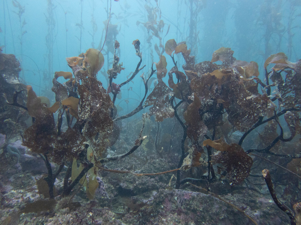 Lessonia searlesiana
