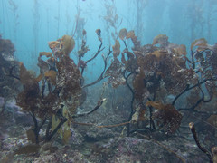 Lessonia searlesiana