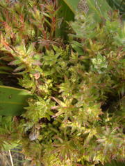 Protea witches broom phytoplasma