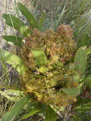 Protea witches broom phytoplasma
