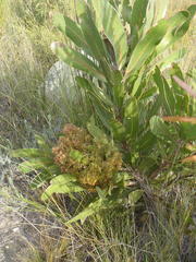 Protea witches broom phytoplasma