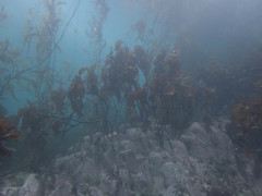 Lessonia searlesiana