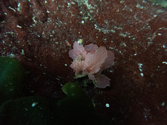Pseudophycodrys phyllophora