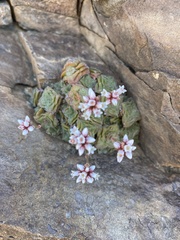Crassula montana quadrangularis