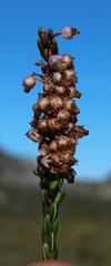 Erica rhopalantha