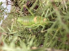 Steropleurus andalusius