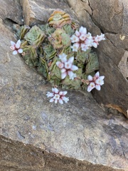 Crassula montana quadrangularis