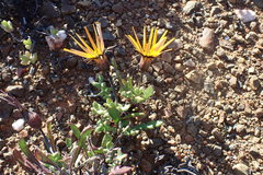 Gazania heterochaeta