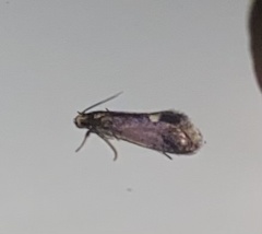 Psychoides filicivora