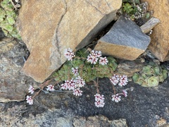 Crassula montana quadrangularis