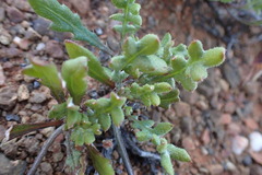 Gazania heterochaeta