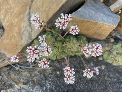 Crassula montana quadrangularis