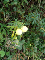 Calceolaria hyssopifolia