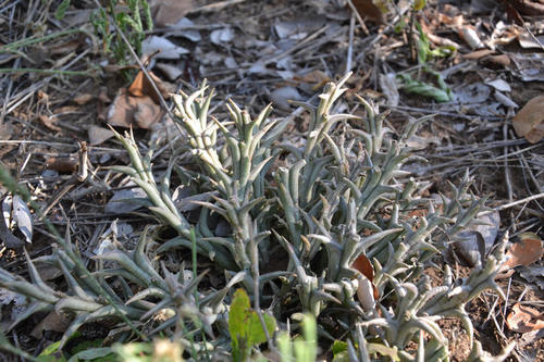 Ceropegia rogersii