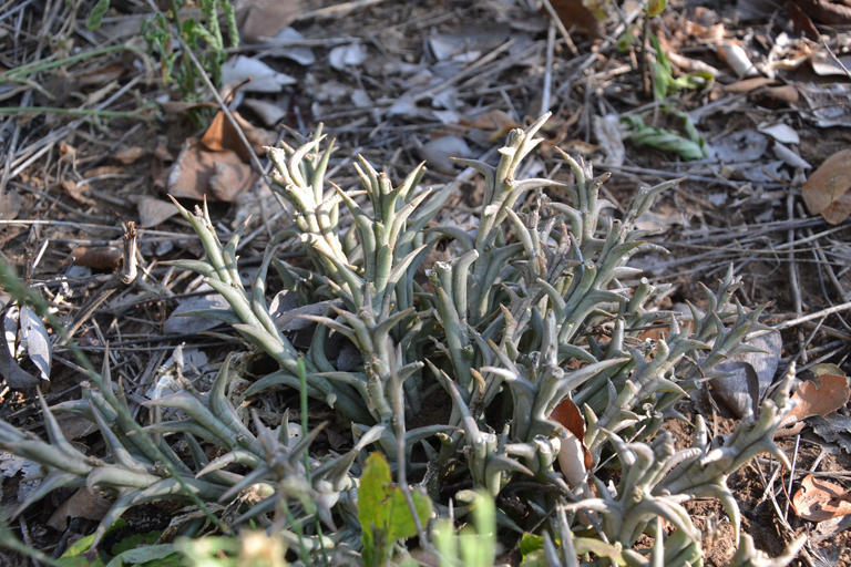 Stapelia rogersii L. Bolus 3