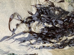 Grateloupia doryphora